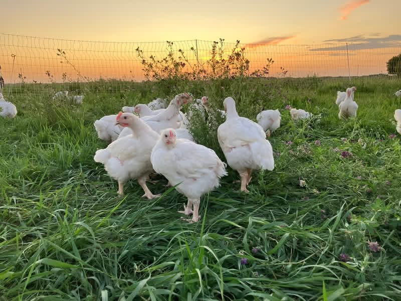 Pasture Raised Broiler Chicken - DEPOSIT