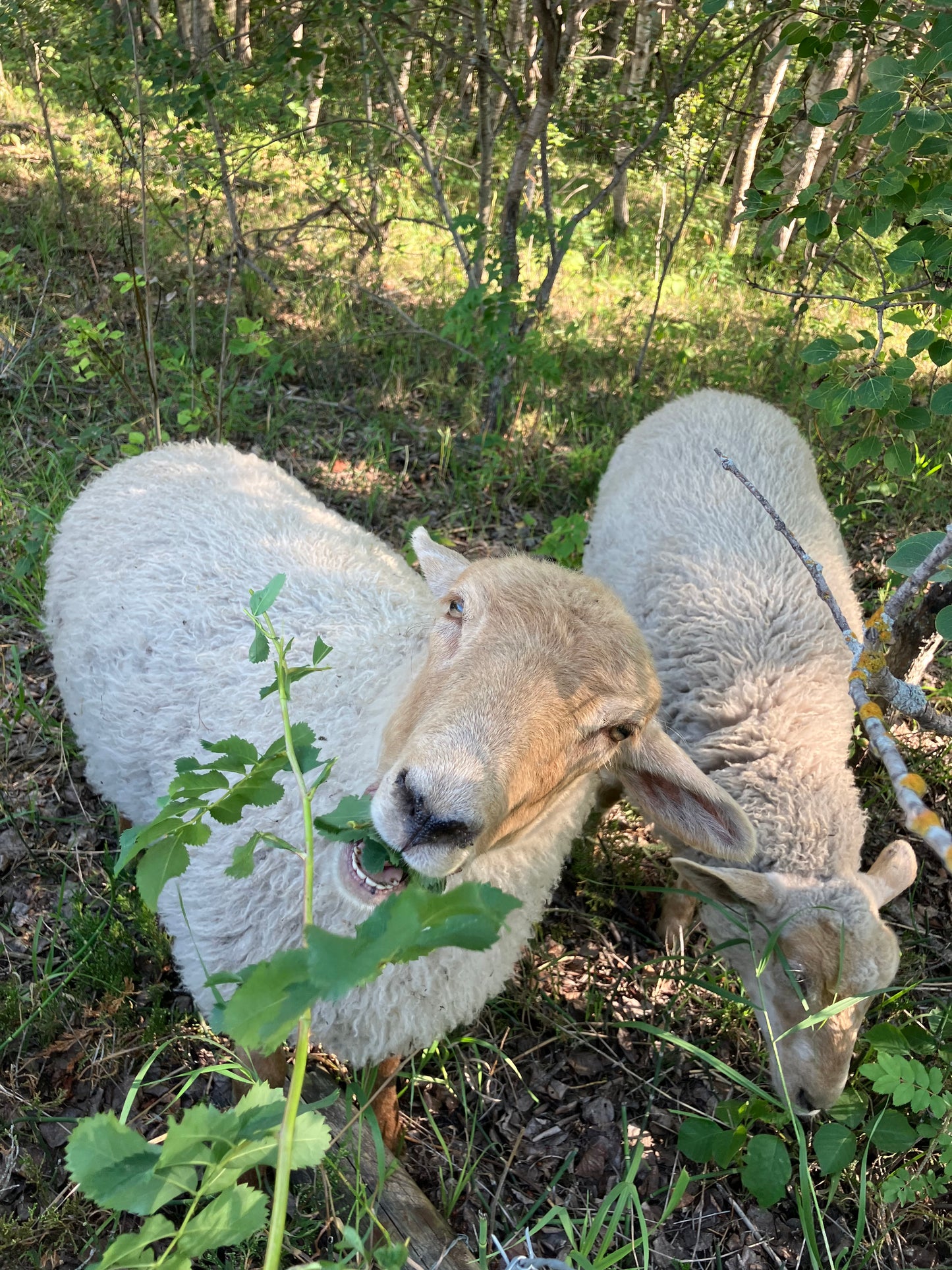 Pasture Raised Lamb - DEPOSIT