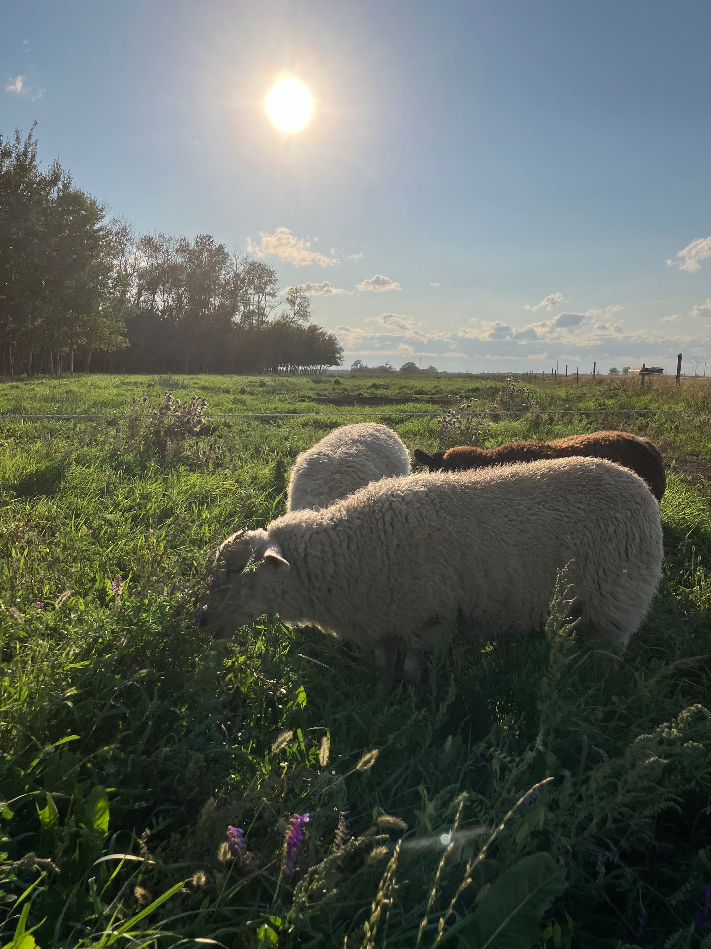 Pasture Raised Lamb - DEPOSIT