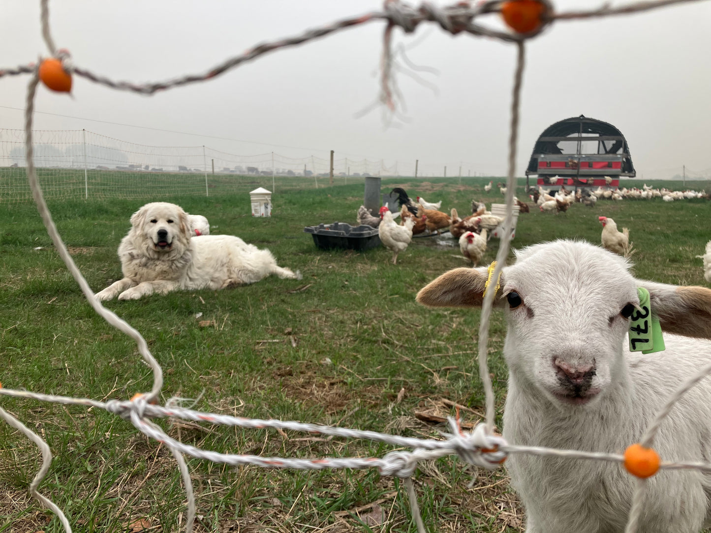 Pasture Raised Lamb - DEPOSIT