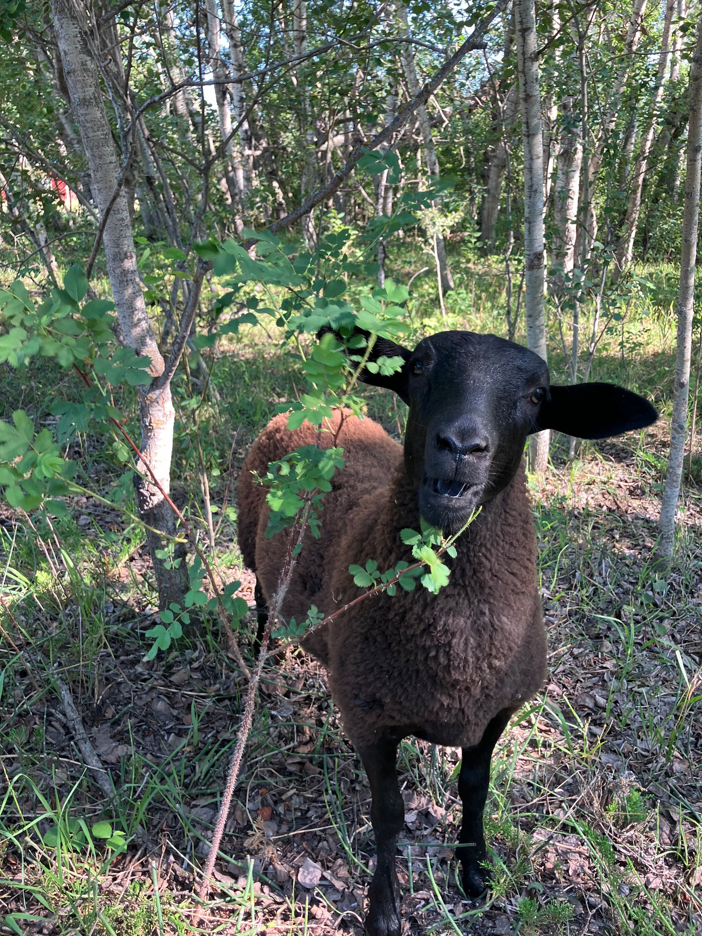 Pasture Raised Lamb - DEPOSIT