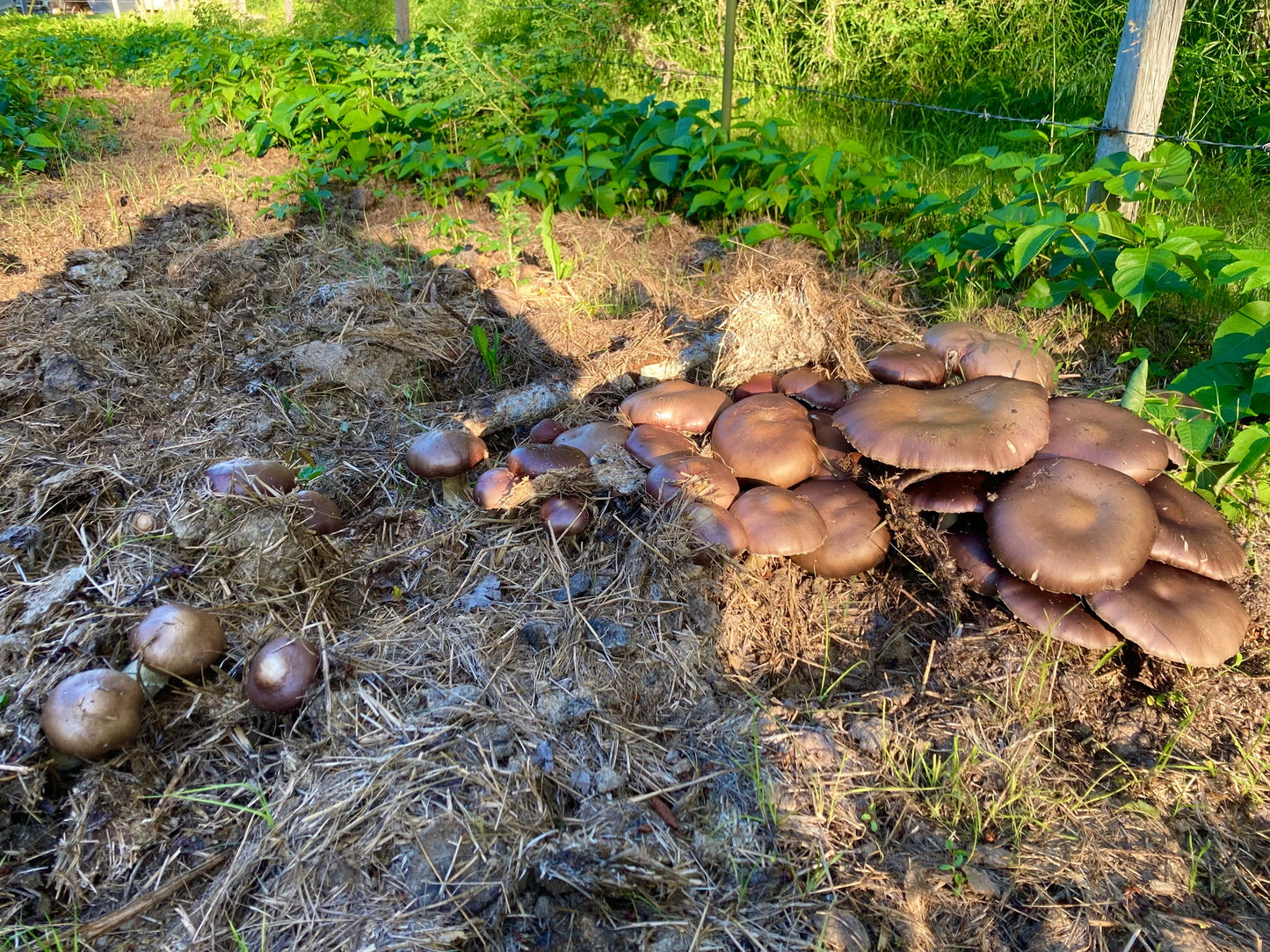 Gluten Free Snack Sticks with Immunity Boosting Mushroom Blend