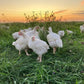 Pasture Raised Broiler Chicken - DEPOSIT