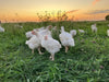 Pasture Raised Broiler Chicken - DEPOSIT
