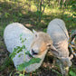 Pasture Raised Lamb - DEPOSIT