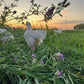 Pasture Raised Broiler Chicken - DEPOSIT