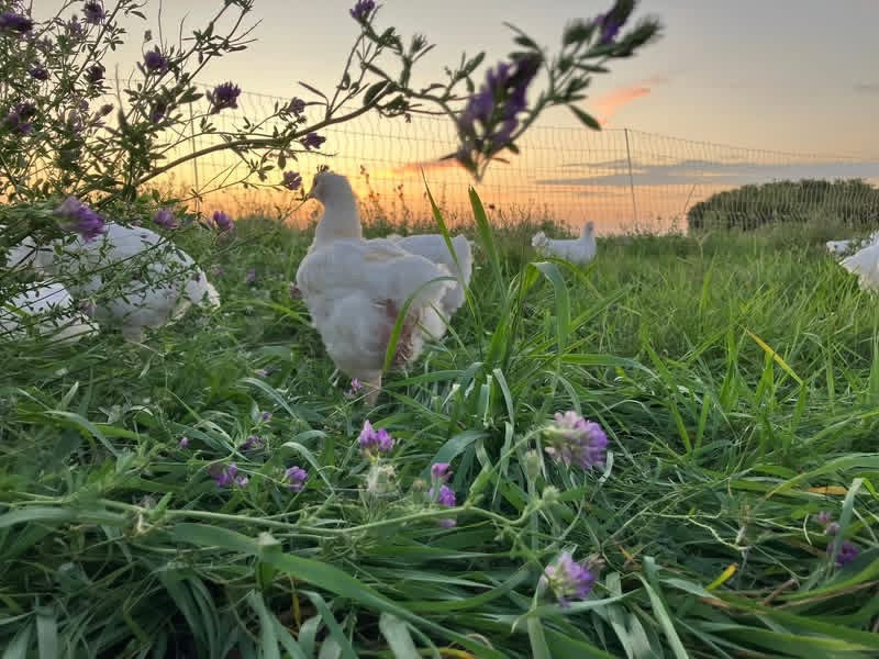 Pasture Raised Broiler Chicken - DEPOSIT