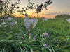 Pasture Raised Broiler Chicken - DEPOSIT