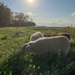 Pasture Raised Lamb - DEPOSIT
