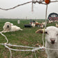 Pasture Raised Lamb - DEPOSIT
