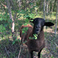 Pasture Raised Lamb - DEPOSIT
