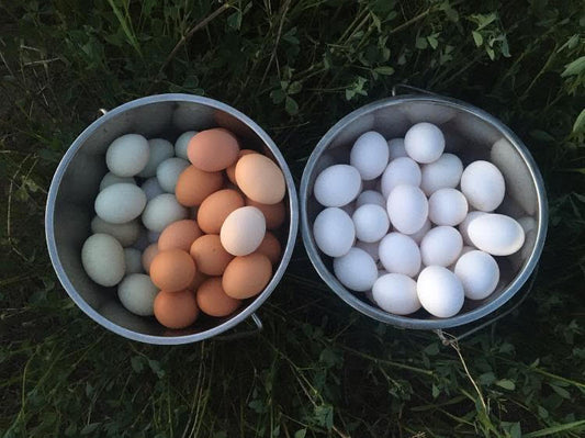 Pasture Raised Eggs