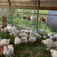 Pasture Raised Broiler Chicken - DEPOSIT