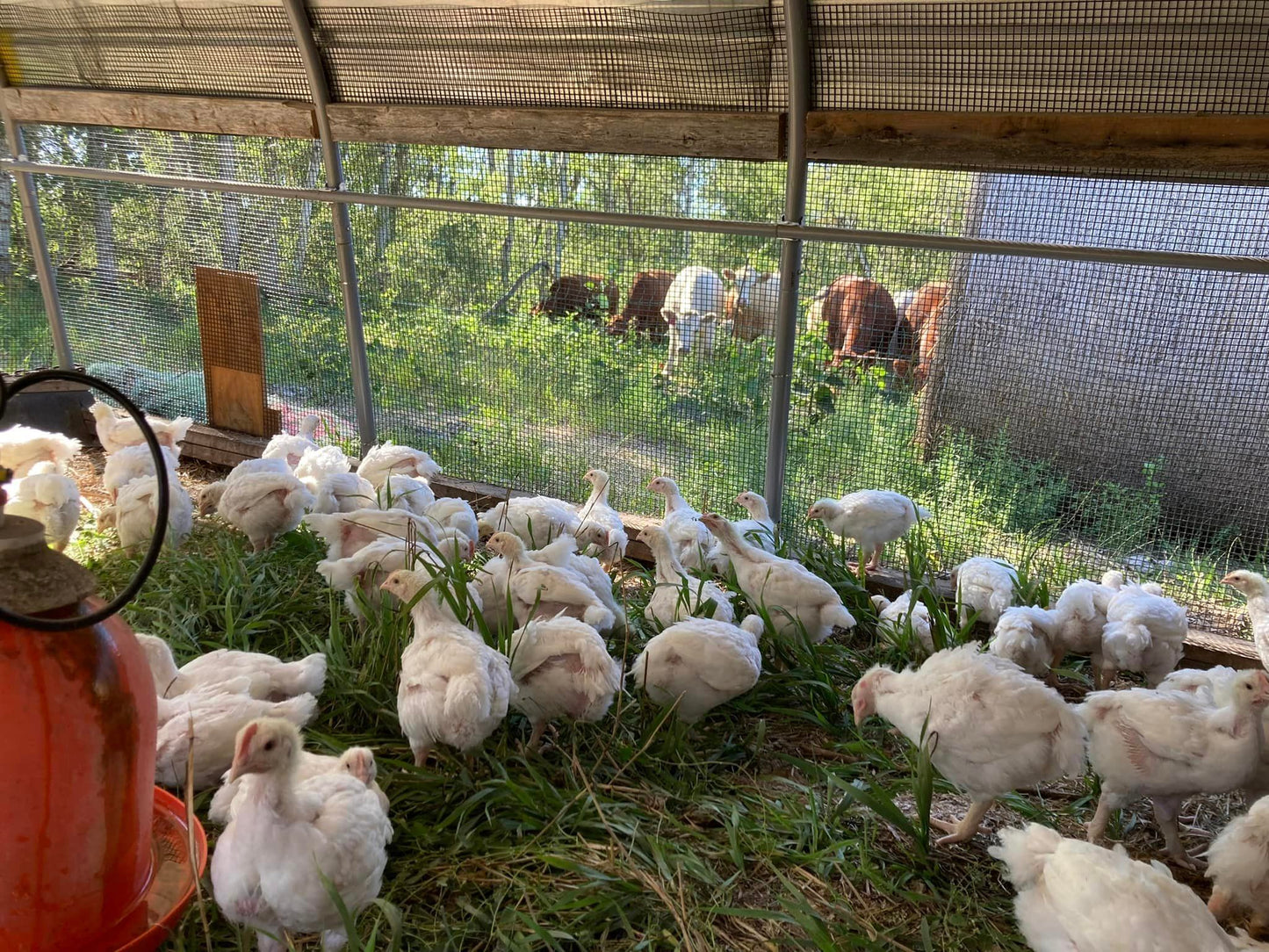 Pasture Raised Broiler Chicken - DEPOSIT