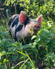 Forest Raised Pork - DEPOSIT
