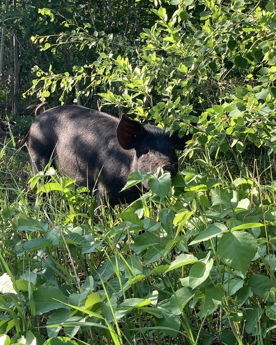 Forest Raised Pork - DEPOSIT