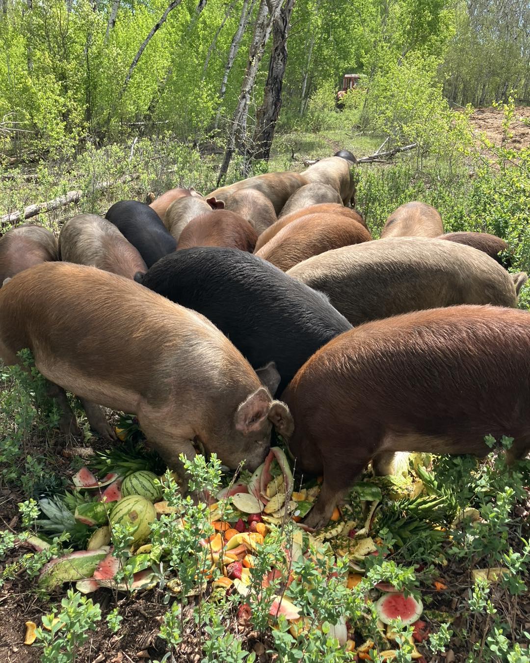 Forest Raised Pork - DEPOSIT