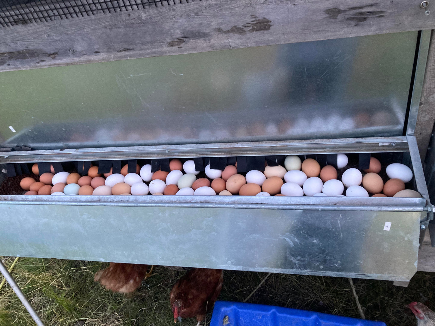 Pasture Raised Eggs