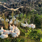 Pasture Raised Broiler Chicken - DEPOSIT