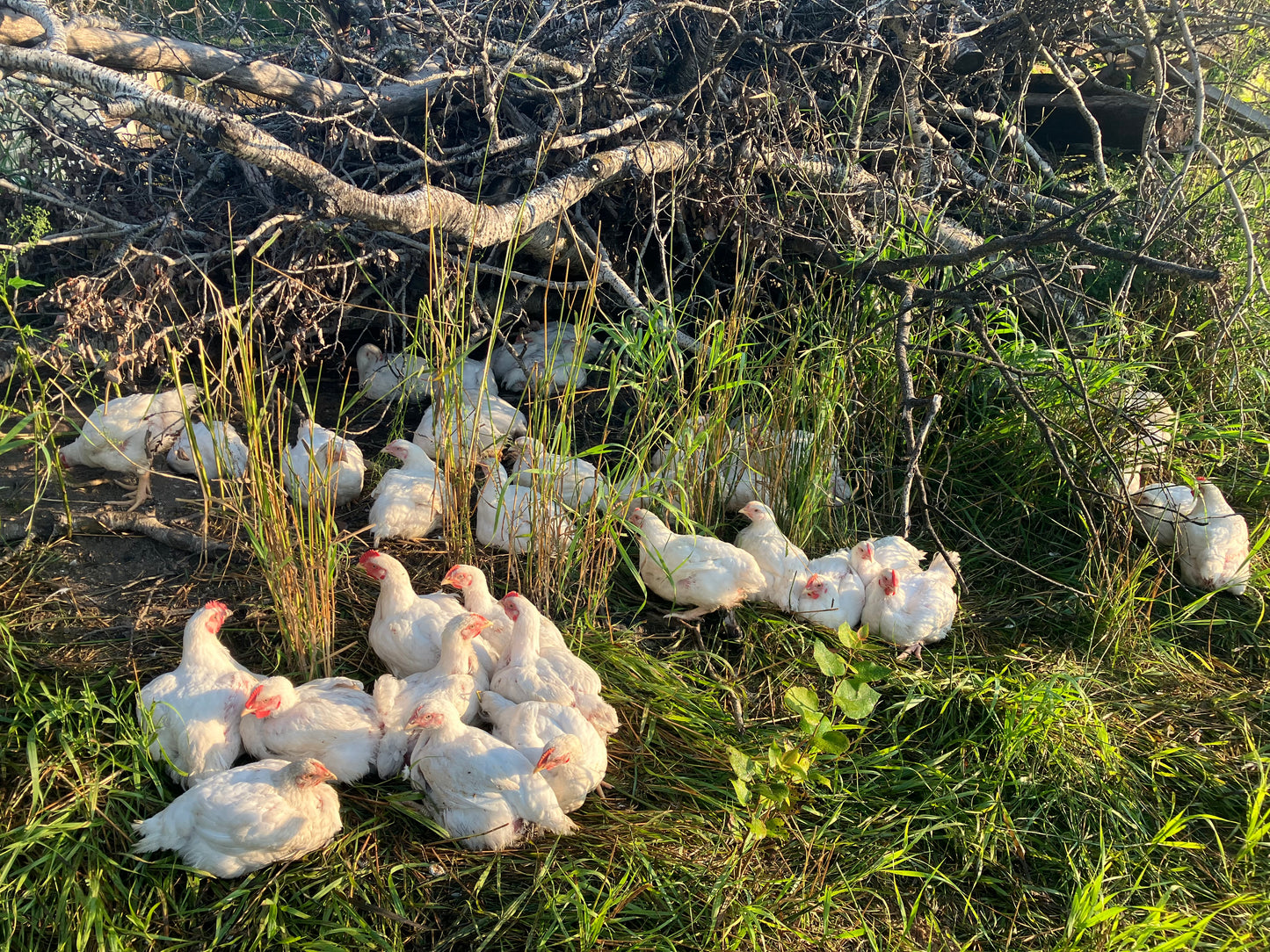 Pasture Raised Broiler Chicken - DEPOSIT