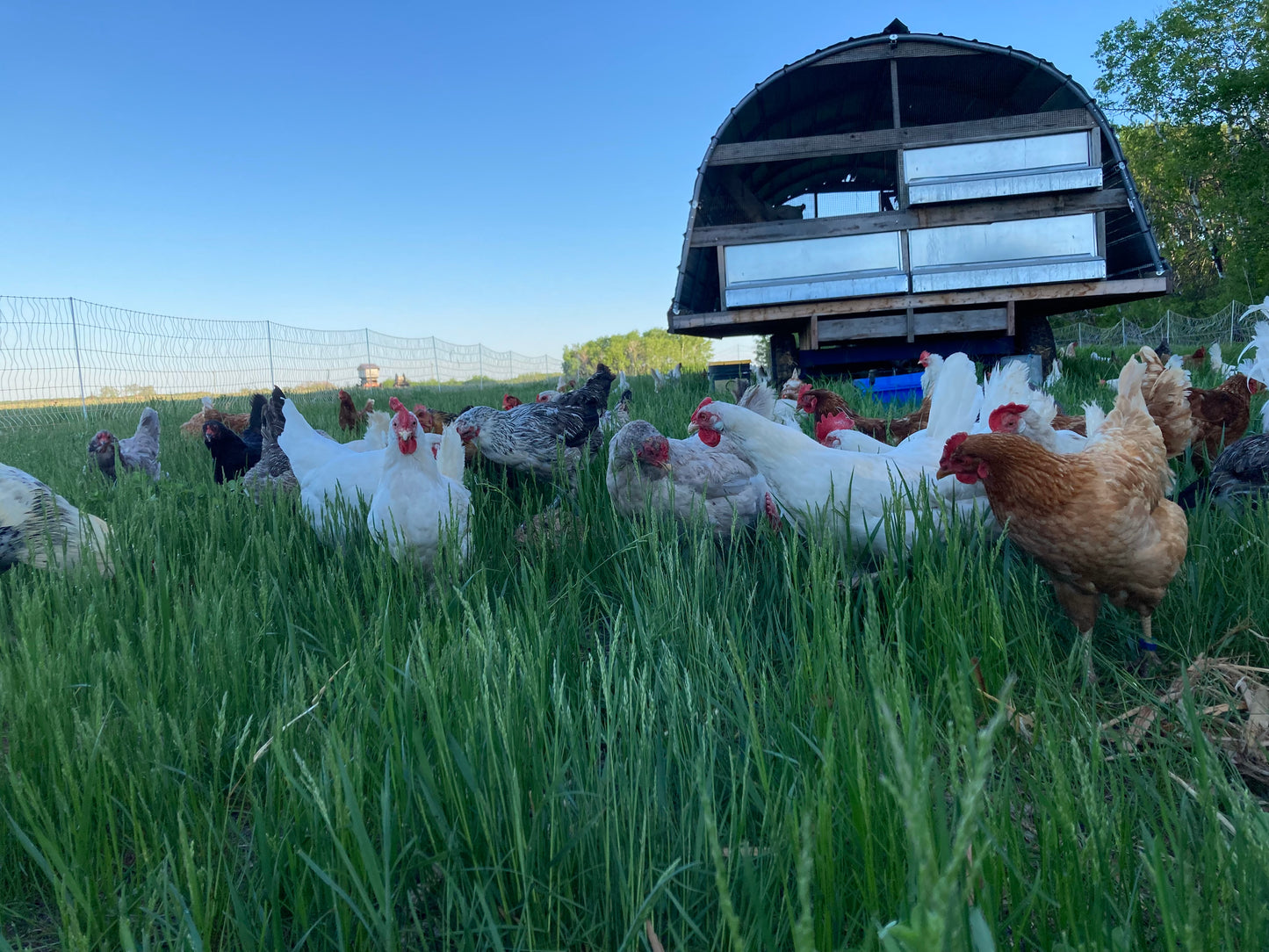 Pasture Raised Eggs