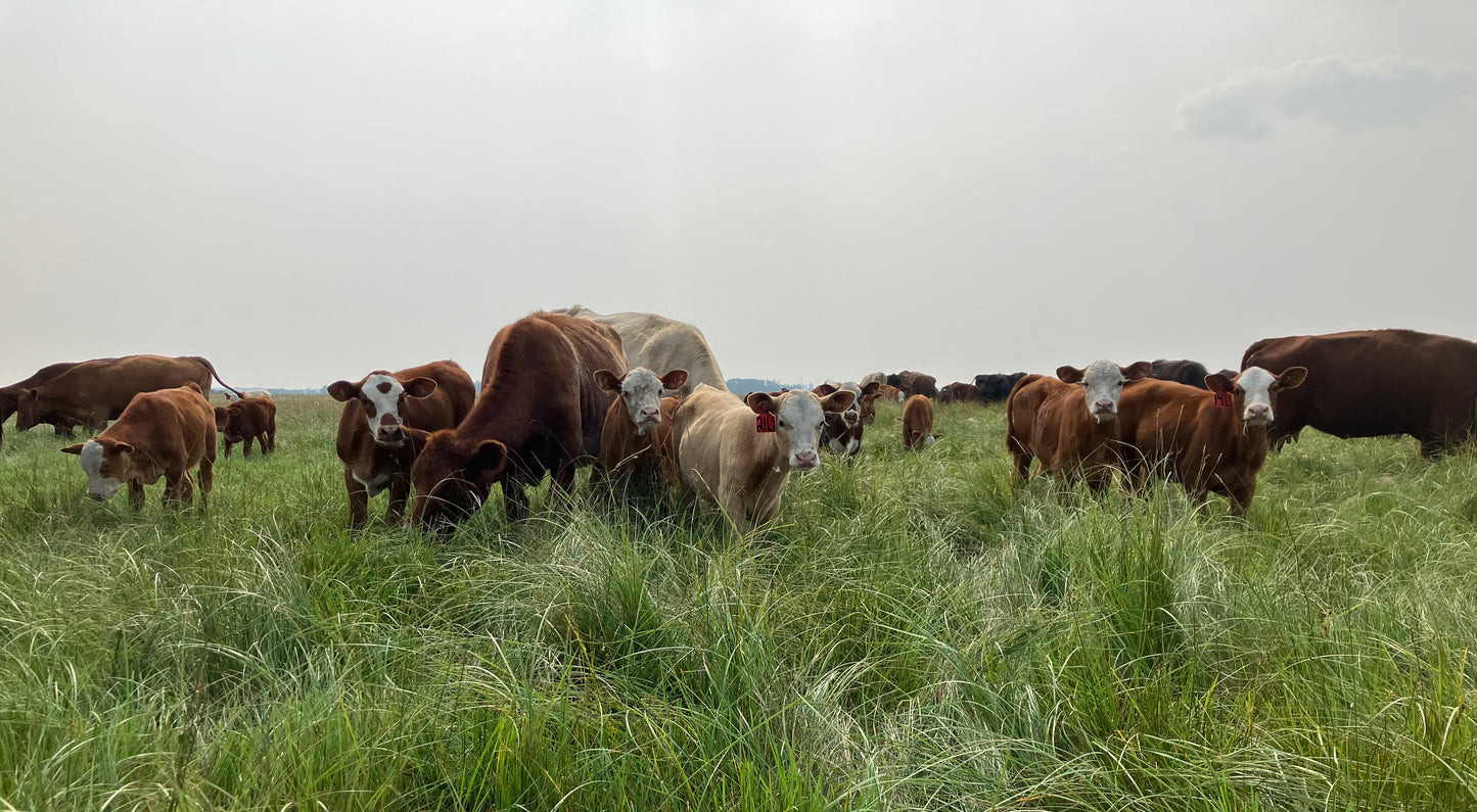 Pasture Raised Beef - DEPOSIT