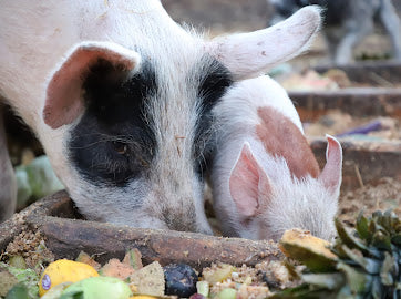 Forest Raised Pork - DEPOSIT