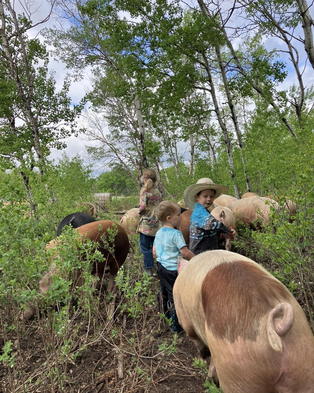 Forest Raised Pork - DEPOSIT