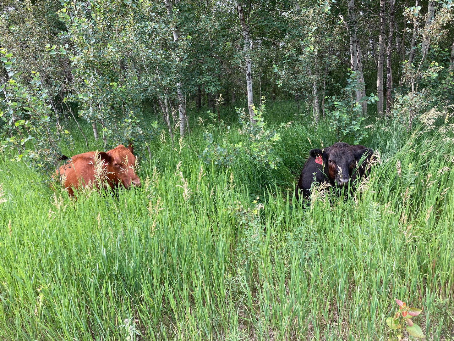 Pasture Raised Beef - DEPOSIT