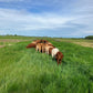 Pasture Raised Beef - DEPOSIT