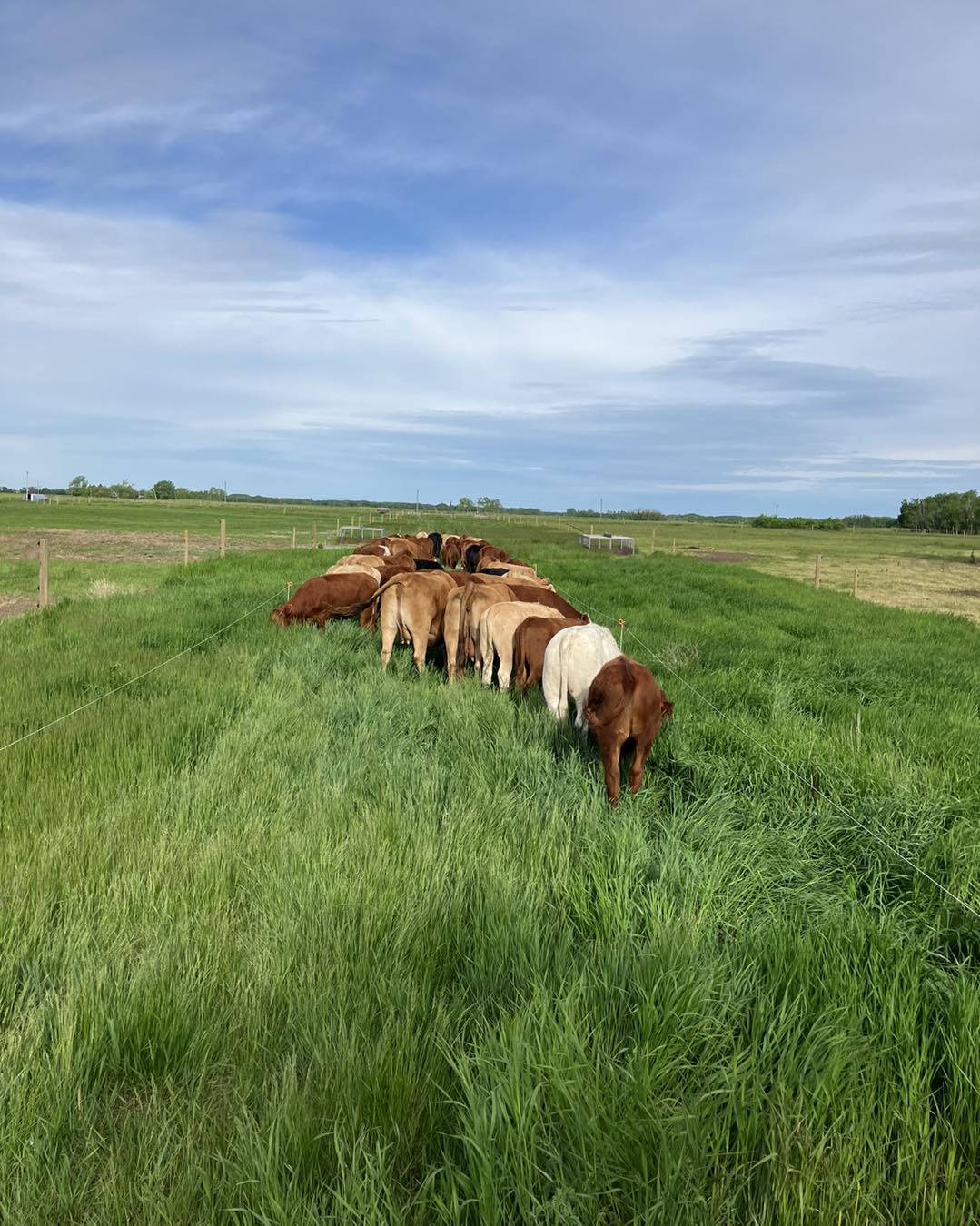 Pasture Raised Beef - DEPOSIT