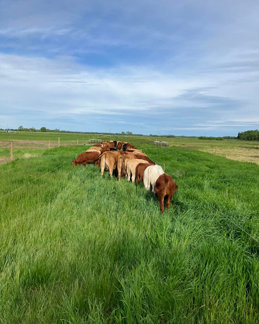 Pasture Raised Beef - DEPOSIT