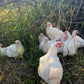 Pasture Raised Broiler Chicken - DEPOSIT